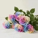rainbow_rose2.webp