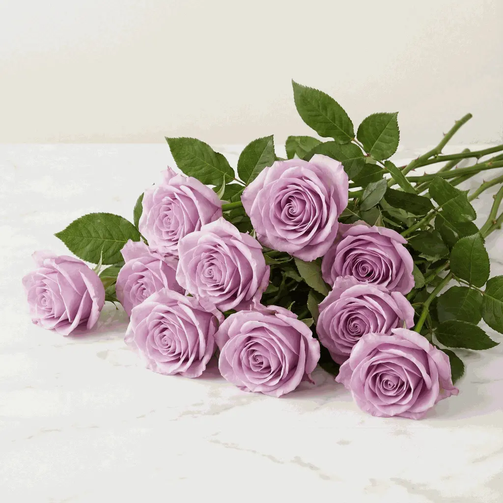 lilac_rose2.webp