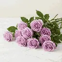 lilac_rose2.webp