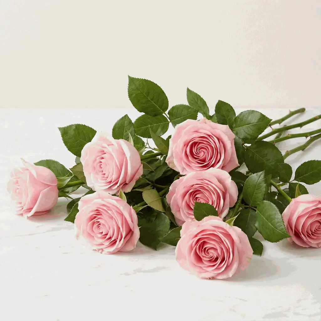 pink_rose2.webp