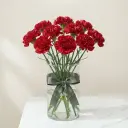 CARNATION كارنيشن