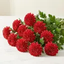 CHRYSANTHEMUM كريس