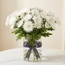 CHRYSANTHEMUM SANTINI