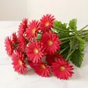 GERBERA جربيرا
