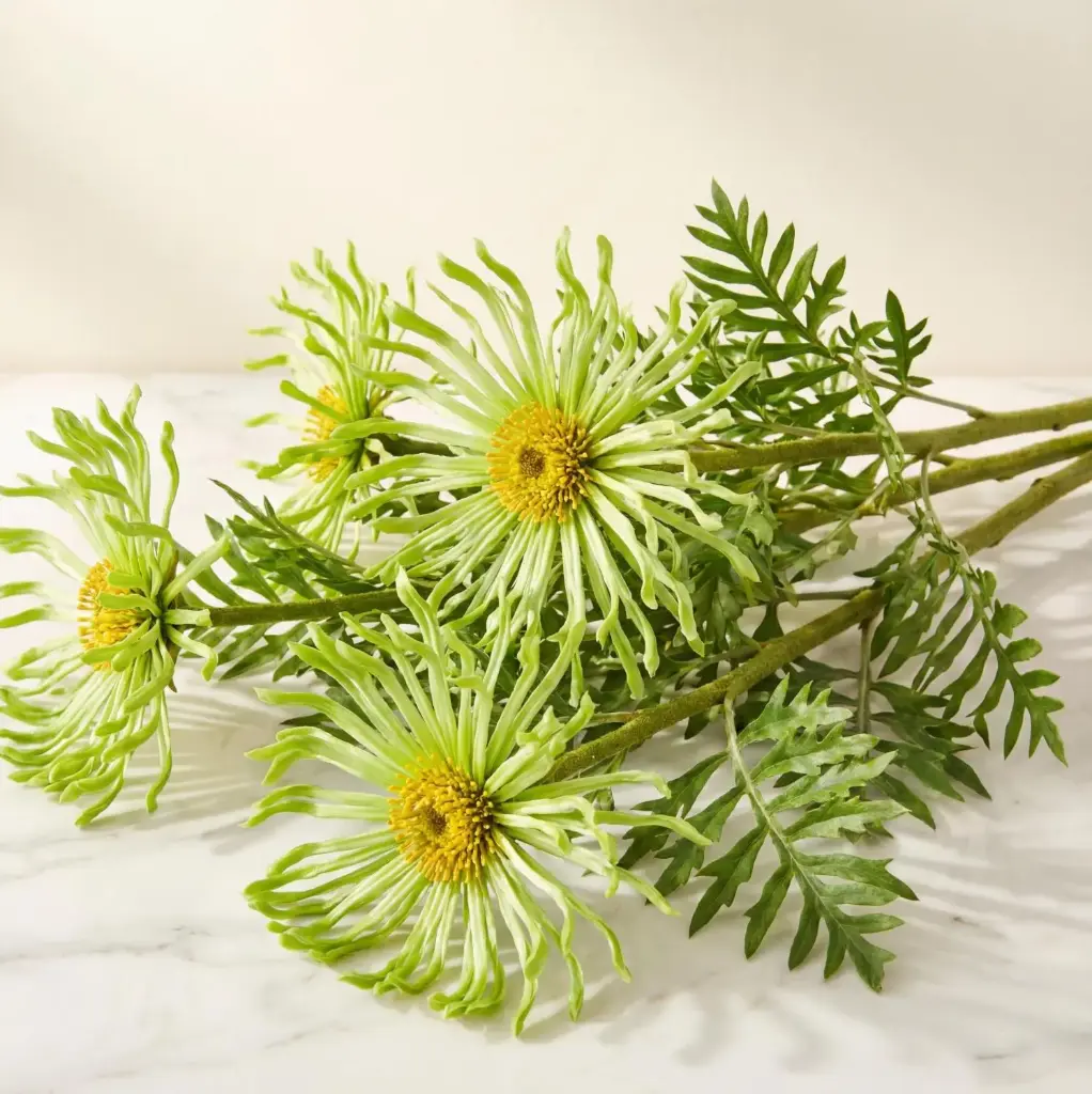 GREVILLIA غريفيليا