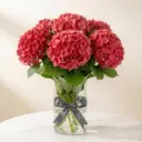 HYDRANGEAS هيدرنجا