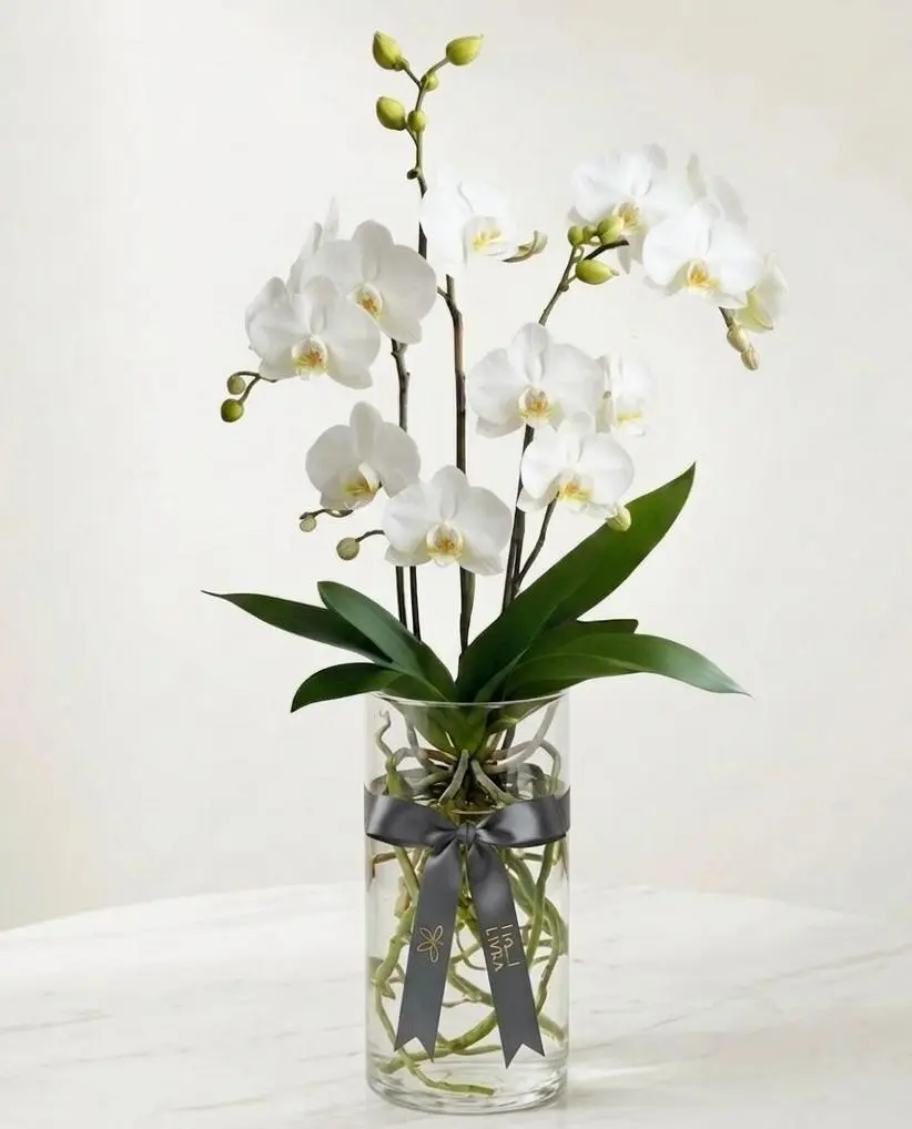 ORCHID اوركيد