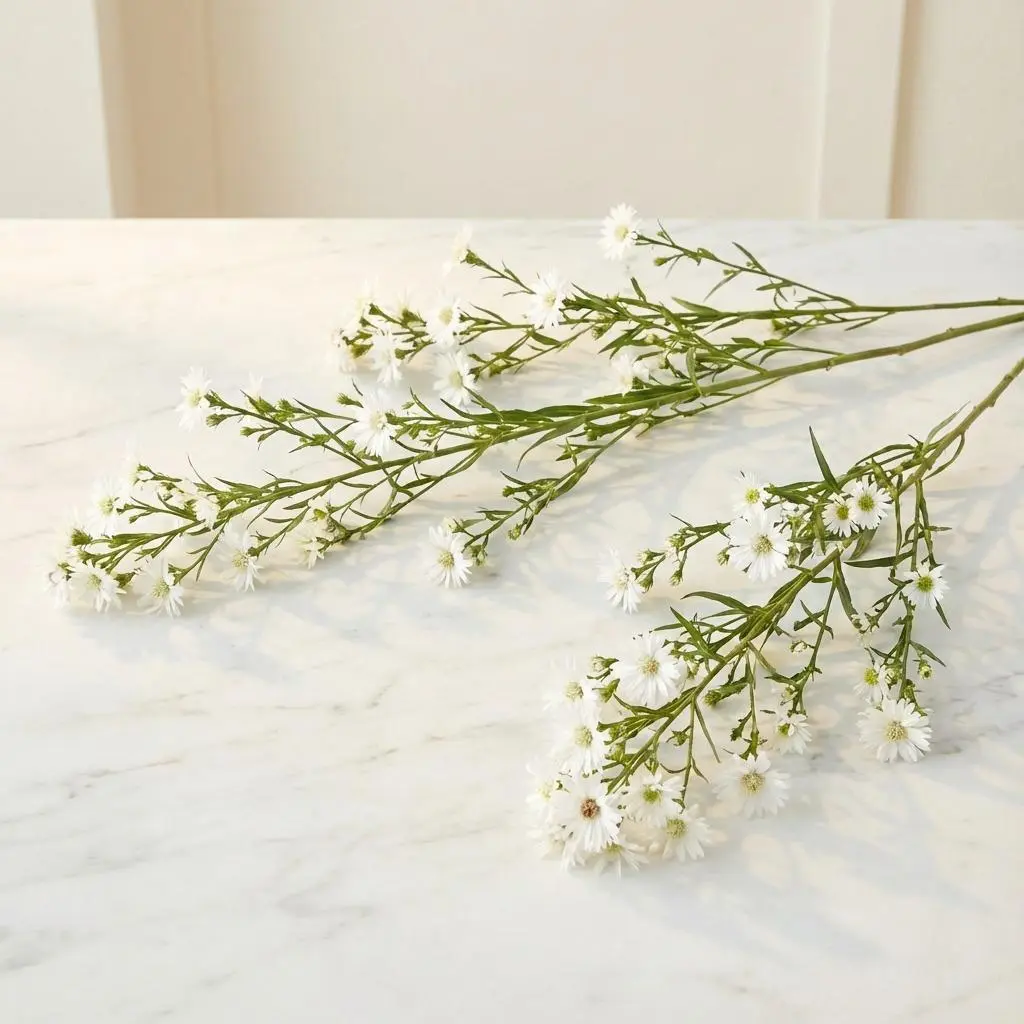 ASTER أستر