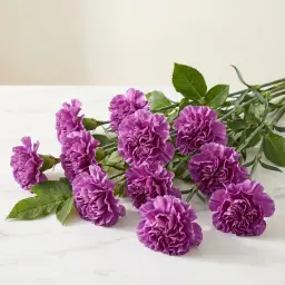 CARNATION كارنيشن