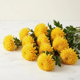 CHRYSANTHEMUM كريس
