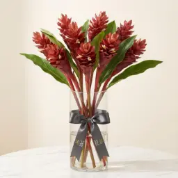 Alpenia Ginger Flowers Red