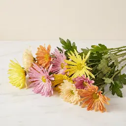 CHRYSANTHEMUM SANTINI