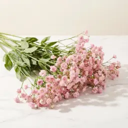 GYPSOPHILA جيبسو فيلا