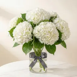 HYDRANGEAS هيدرنجا