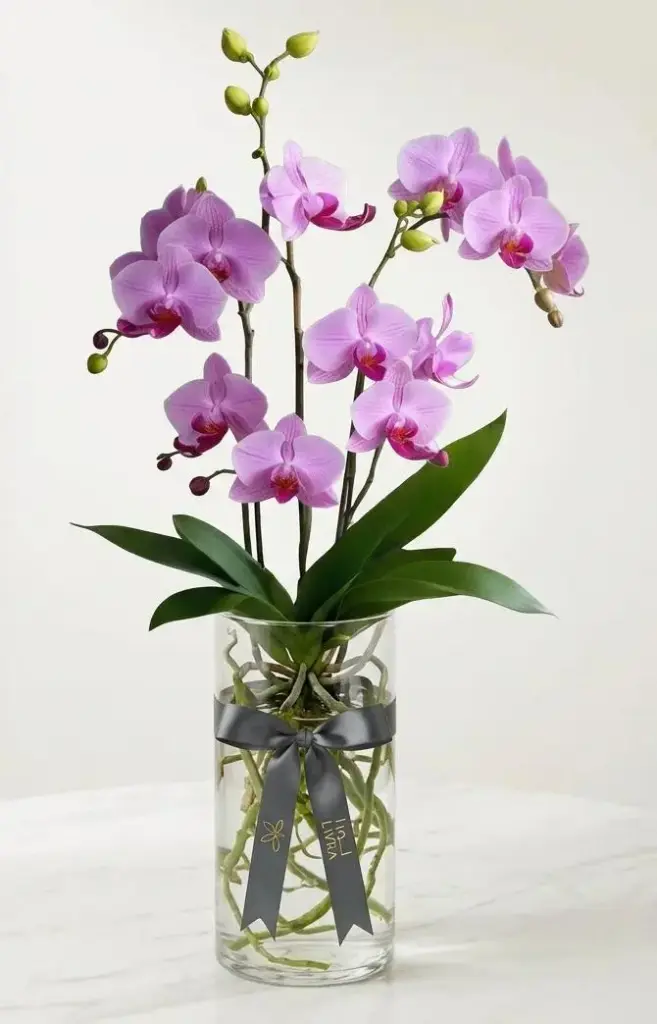 ORCHID اوركيد