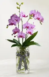 ORCHID اوركيد